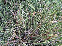 Equisetum Variegatum (fam Equisetacees) (Europe, Asie, Am. du nord) (1) (Photo F. Mrugala)